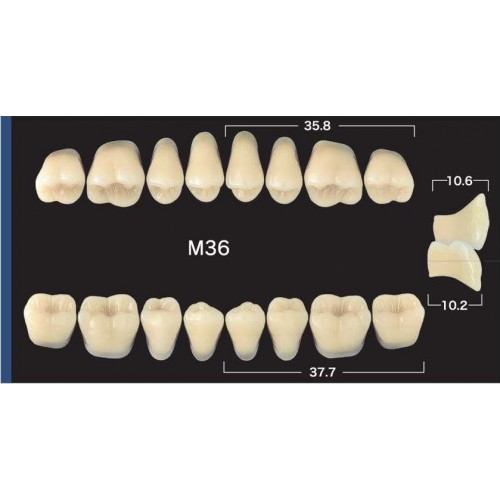 6361, Naperce Posterion- зубы акриловые, жевательные,планка 8 шт., , 260р., NP, Yamahachi, Акриловые зубы
