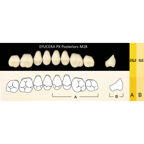 6628, EFUCERA-P RH Зубы композитные трёхслойные, с отверстиями, боковые нижние  8шт., , 578р., PRH, Yamahachi, Акриловые зубы