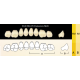 EFUCERA PX Posteriors - Зубы композитные трёхслойные, с защитным покрытием, боковые верхние